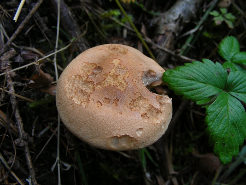 Escursione in bosco misto collinare